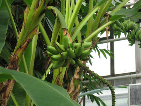 &copy; Zierfischfreunde Immenhausen-Holzhausen