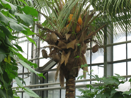 &copy; Zierfischfreunde Immenhausen-Holzhausen