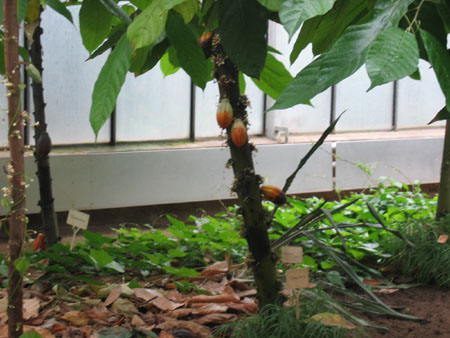 &copy; Zierfischfreunde Immenhausen-Holzhausen