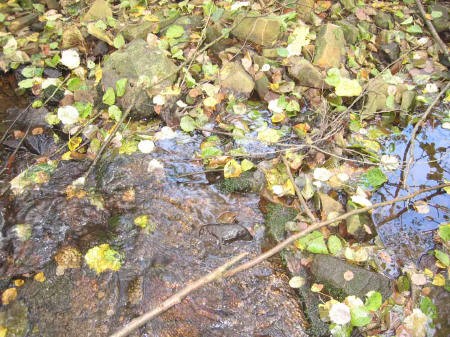 &copy; Zierfischfreunde Immenhausen-Holzhausen