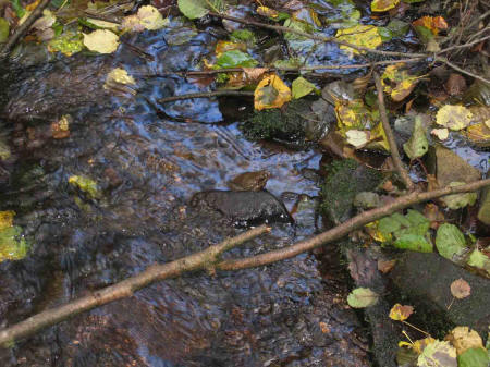 &copy; Zierfischfreunde Immenhausen-Holzhausen