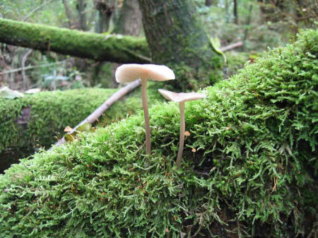 &copy; Zierfischfreunde Immenhausen-Holzhausen