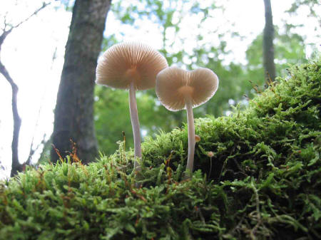 &copy; Zierfischfreunde Immenhausen-Holzhausen