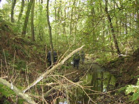 &copy; Zierfischfreunde Immenhausen-Holzhausen