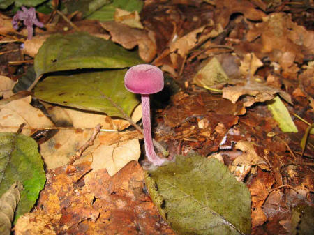 &copy; Zierfischfreunde Immenhausen-Holzhausen