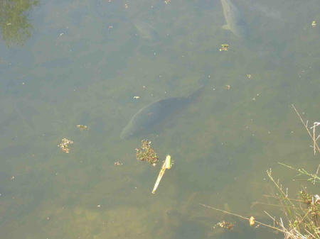 &copy; Zierfischfreunde Immenhausen-Holzhausen