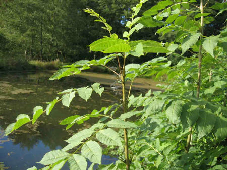 &copy; Zierfischfreunde Immenhausen-Holzhausen