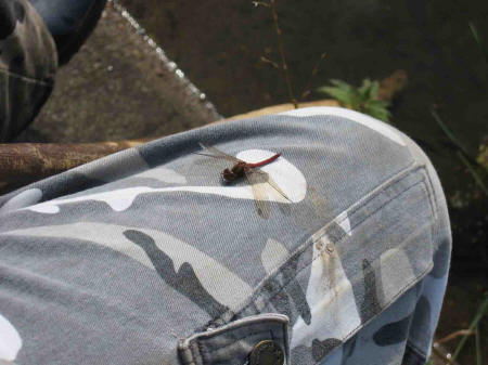 &copy; Zierfischfreunde Immenhausen-Holzhausen