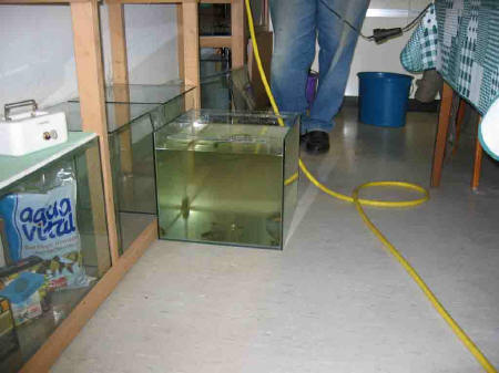 &copy; Zierfischfreunde Immenhausen-Holzhausen