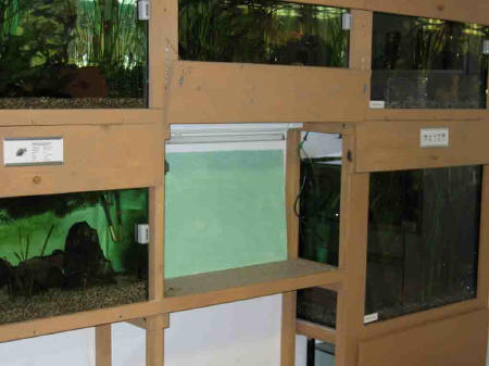 &copy; Zierfischfreunde Immenhausen-Holzhausen