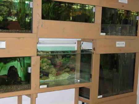 &copy; Zierfischfreunde Immenhausen-Holzhausen