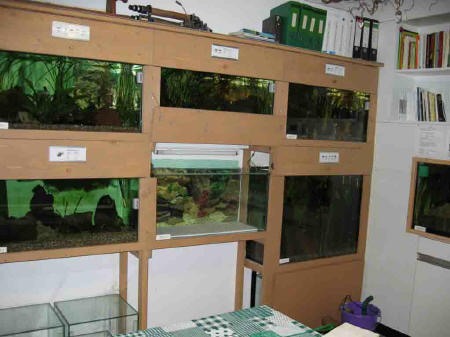 &copy; Zierfischfreunde Immenhausen-Holzhausen