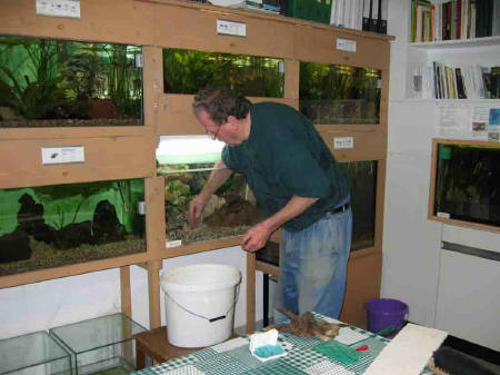 &copy; Zierfischfreunde Immenhausen-Holzhausen