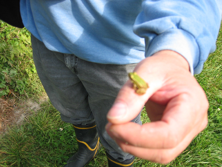 &copy; Zierfischfreunde Immenhausen-Holzhausen