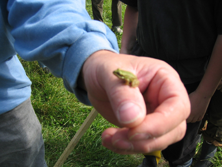&copy; Zierfischfreunde Immenhausen-Holzhausen