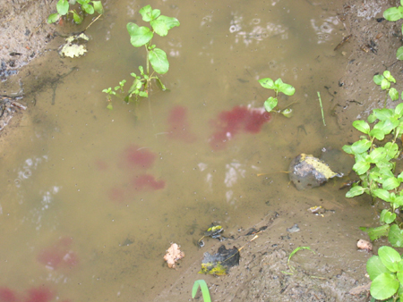 &copy; Zierfischfreunde Immenhausen-Holzhausen