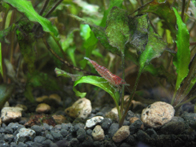 &copy; Zierfischfreunde Immenhausen-Holzhausen