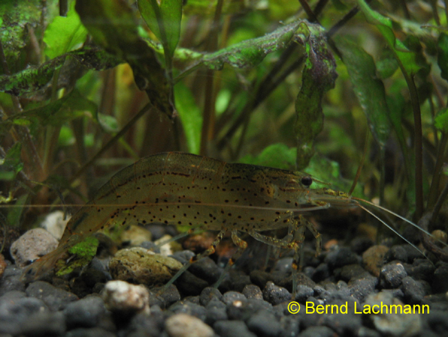 &copy; Zierfischfreunde Immenhausen-Holzhausen