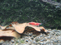 &copy; Zierfischfreunde Immenhausen-Holzhausen