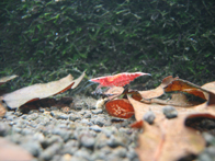 &copy; Zierfischfreunde Immenhausen-Holzhausen