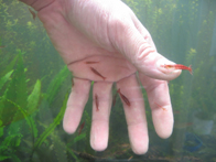 &copy; Zierfischfreunde Immenhausen-Holzhausen