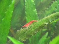 &copy; Zierfischfreunde Immenhausen-Holzhausen