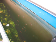 &copy; Zierfischfreunde Immenhausen-Holzhausen