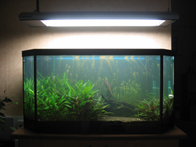 &copy; Zierfischfreunde Immenhausen-Holzhausen