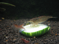 &copy; Zierfischfreunde Immenhausen-Holzhausen