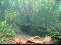 &copy; Zierfischfreunde Immenhausen-Holzhausen