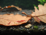 &copy; Zierfischfreunde Immenhausen-Holzhausen