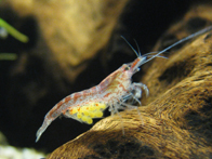 &copy; Zierfischfreunde Immenhausen-Holzhausen