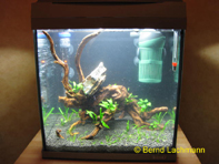 &copy; Zierfischfreunde Immenhausen-Holzhausen