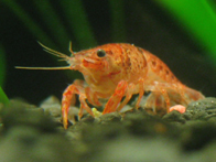 &copy; Zierfischfreunde Immenhausen-Holzhausen