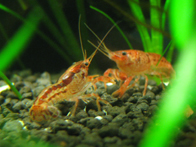 &copy; Zierfischfreunde Immenhausen-Holzhausen