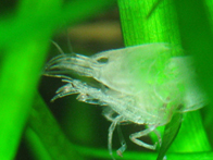 &copy; Zierfischfreunde Immenhausen-Holzhausen