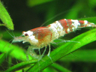 &copy; Zierfischfreunde Immenhausen-Holzhausen