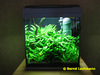 &copy; Zierfischfreunde Immenhausen-Holzhausen