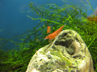 &copy; Zierfischfreunde Immenhausen-Holzhausen