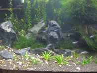 &copy; Zierfischfreunde Immenhausen-Holzhausen