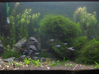 &copy; Zierfischfreunde Immenhausen-Holzhausen