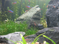 &copy; Zierfischfreunde Immenhausen-Holzhausen