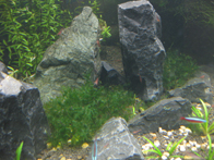 &copy; Zierfischfreunde Immenhausen-Holzhausen