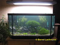 &copy; Zierfischfreunde Immenhausen-Holzhausen