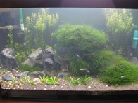 &copy; Zierfischfreunde Immenhausen-Holzhausen