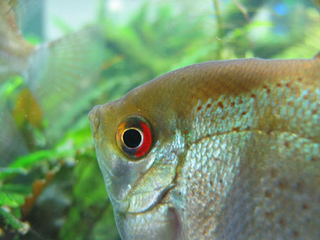 &copy; Zierfischfreunde Immenhausen-Holzhausen