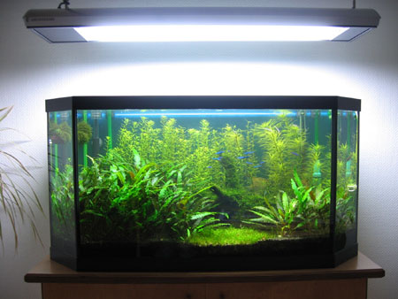 &copy; Zierfischfreunde Immenhausen-Holzhausen