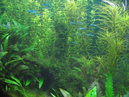 &copy; Zierfischfreunde Immenhausen-Holzhausen