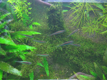 &copy; Zierfischfreunde Immenhausen-Holzhausen