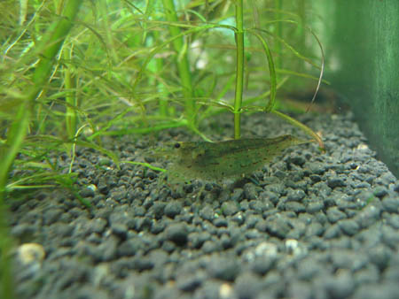 &copy; Zierfischfreunde Immenhausen-Holzhausen